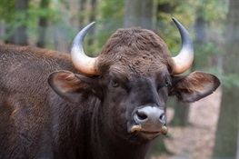 Bronx Zoo Gaur Herd Grows by 7: Two Born During Temporary COVID Closure